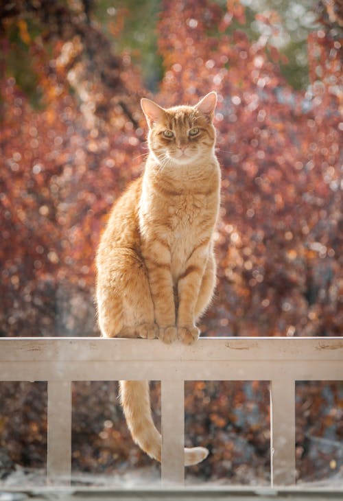 bezplatná Základová fotografie zdarma na téma bokeh, domácí kočičí, domácí mazlíček Základová fotografie