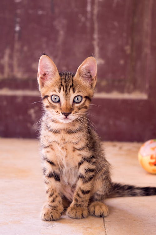bezplatná Základová fotografie zdarma na téma #krytý, bengálsko, calico cat Základová fotografie